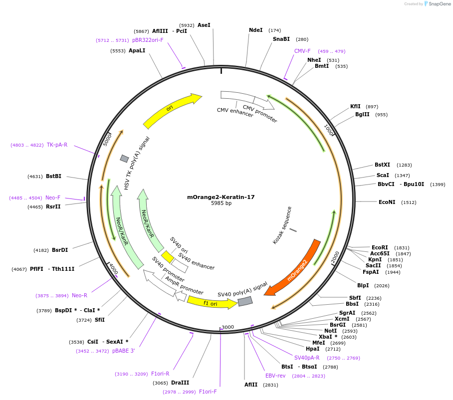 57965-plasmid-map-sequence-id-412563