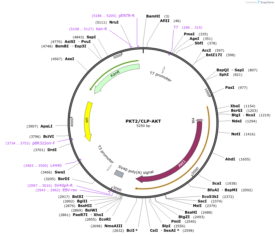 20281-plasmid-map-sequence-id-412564