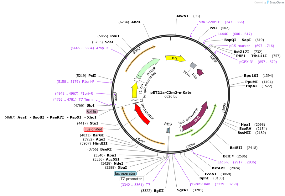208765-plasmid-map-sequence-id-412565