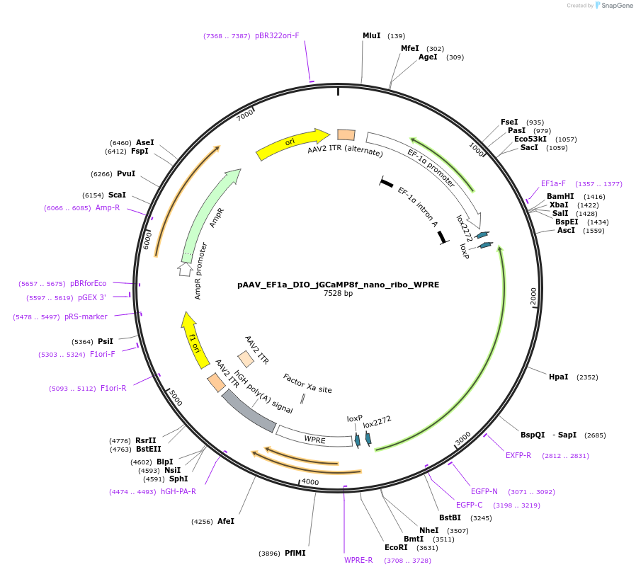 205283-plasmid-map-sequence-id-412570