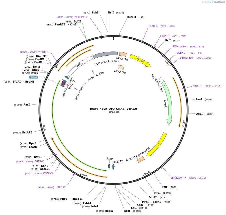 208680-plasmid-map-sequence-id-412589