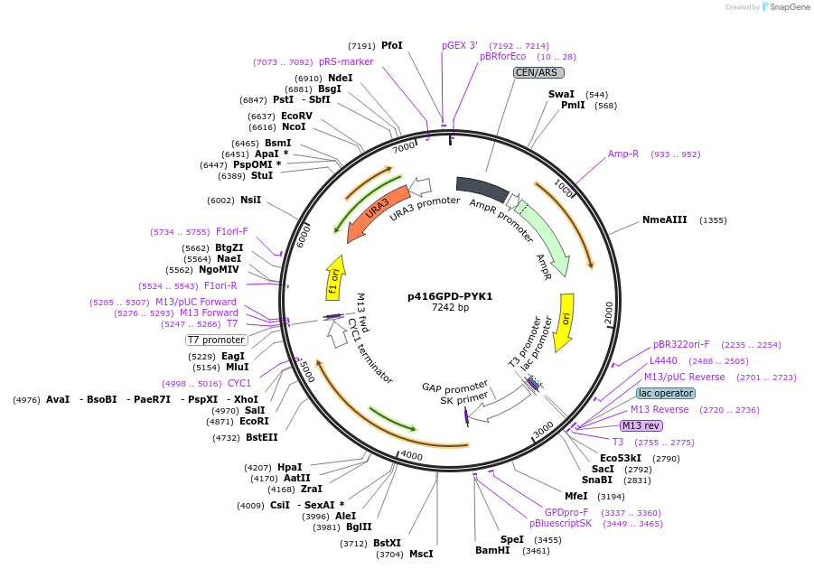 34604-plasmid-map-sequence-id-41260