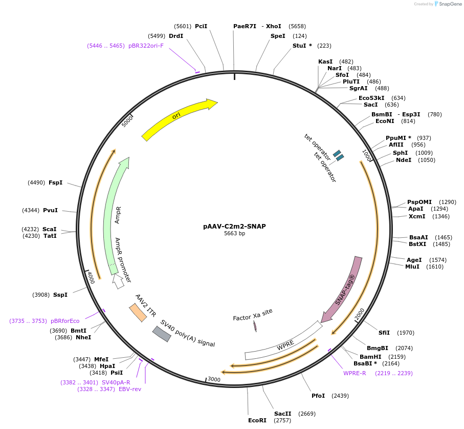 208791-plasmid-map-sequence-id-412605