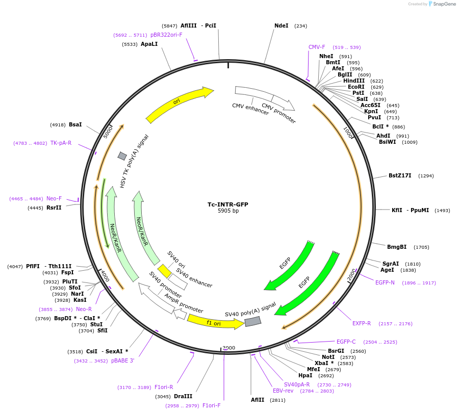 208899-plasmid-map-sequence-id-412622