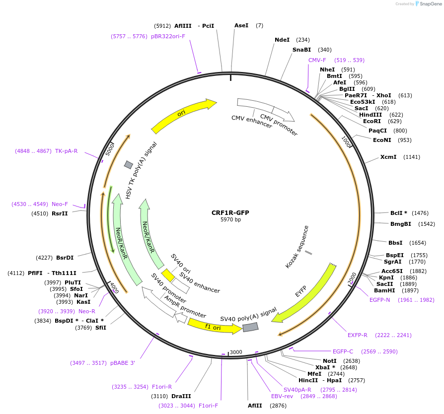 208912-plasmid-map-sequence-id-412636
