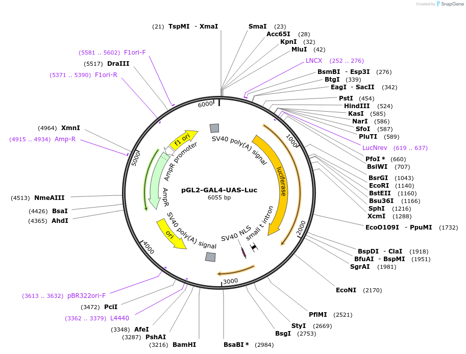 33020-plasmid-map-sequence-id-412684