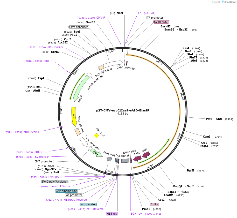 194062-plasmid-map-sequence-id-412696