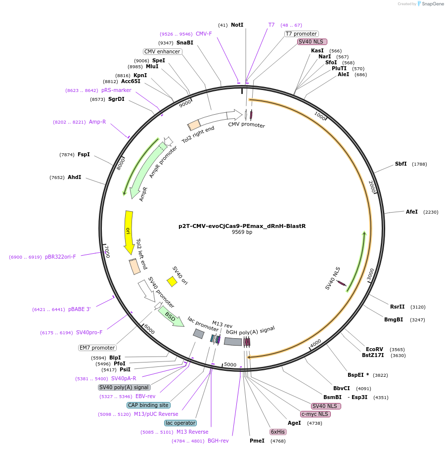 194063-plasmid-map-sequence-id-412697