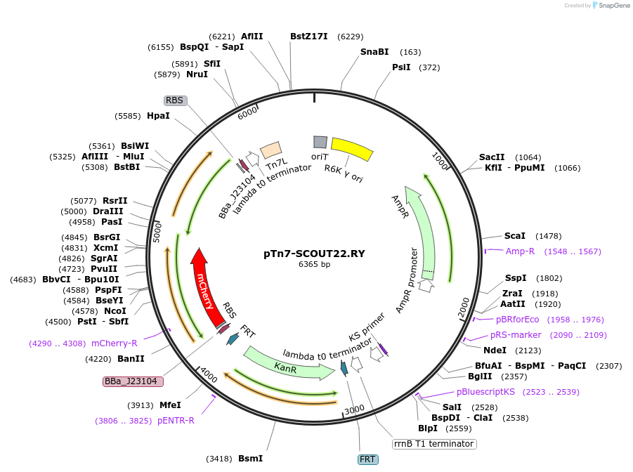 201018-plasmid-map-sequence-id-412700