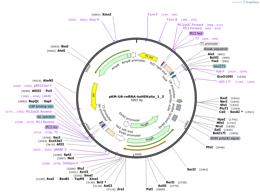 205638-plasmid-map-sequence-id-412775