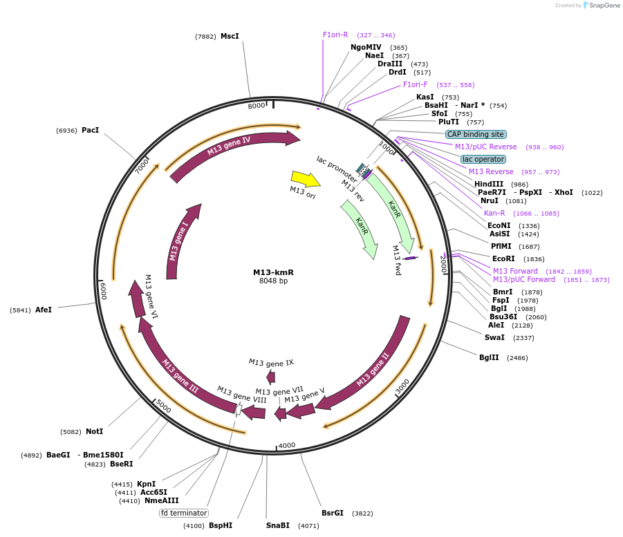 206861-plasmid-map-sequence-id-412778
