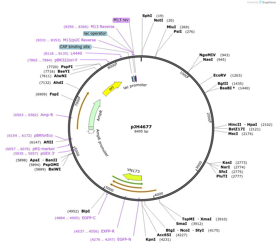 200782-plasmid-map-sequence-id-412784