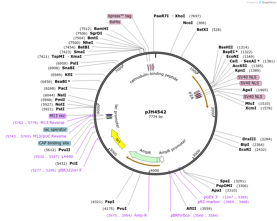 200779-plasmid-map-sequence-id-412786