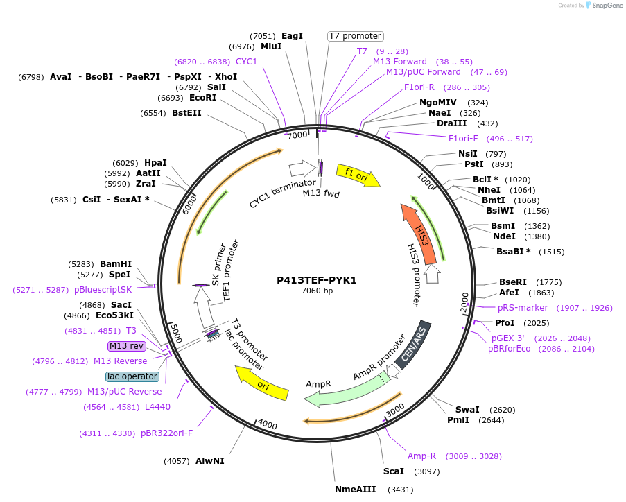 34605-plasmid-map-sequence-id-41285