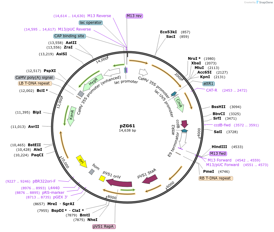 202575-plasmid-map-sequence-id-412870
