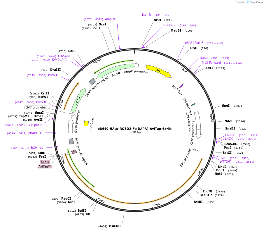 156991-plasmid-map-sequence-id-412875