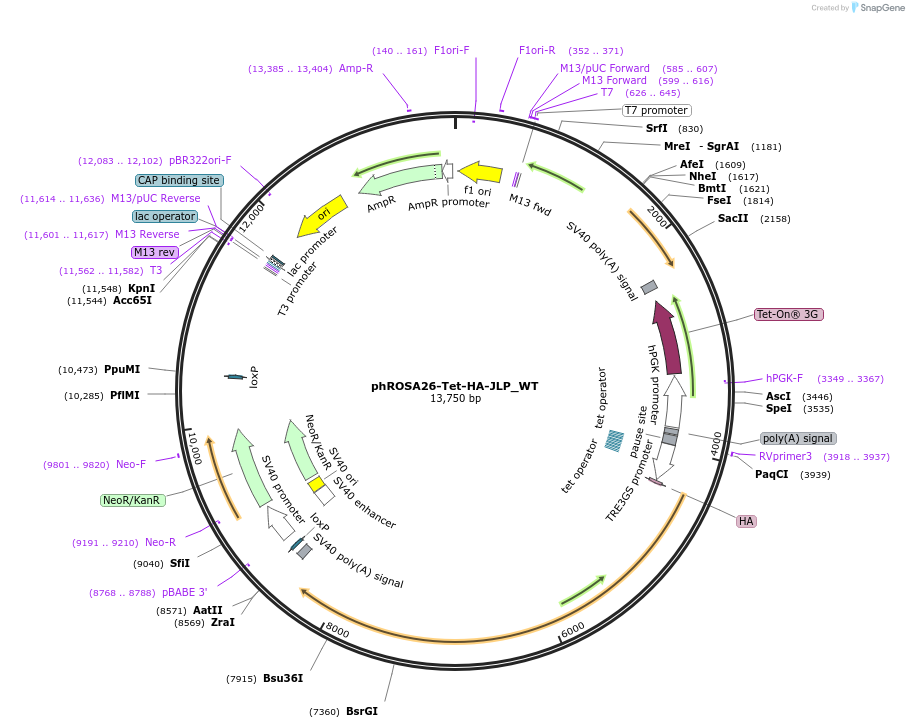 208770-plasmid-map-sequence-id-412876