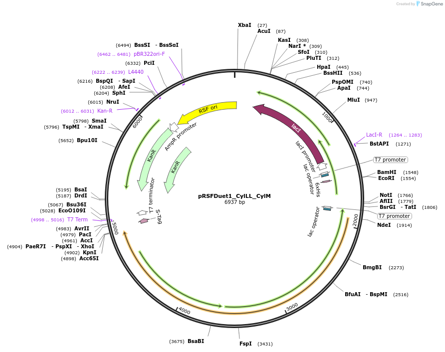 208759-plasmid-map-sequence-id-412889
