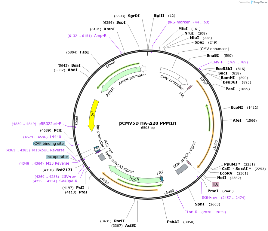 207336-plasmid-map-sequence-id-412894