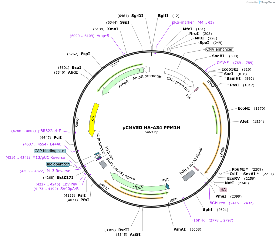 207337-plasmid-map-sequence-id-412896