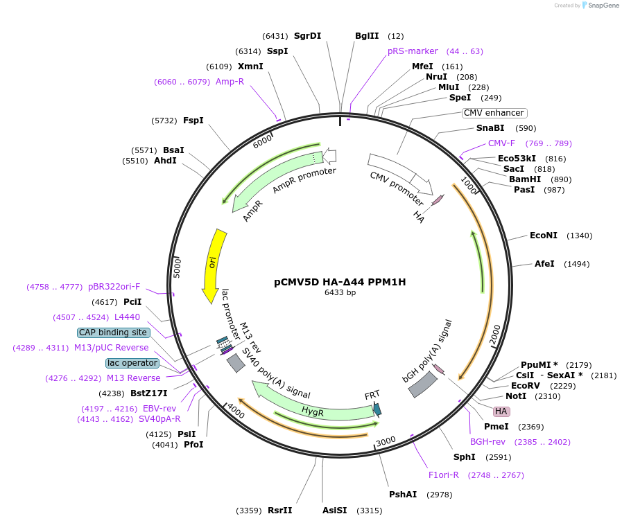 207339-plasmid-map-sequence-id-412898