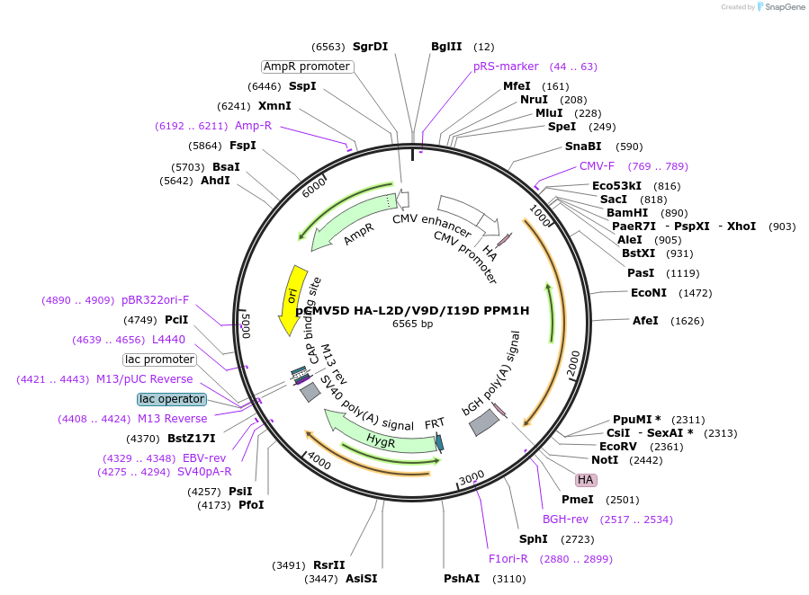 207341-plasmid-map-sequence-id-412900