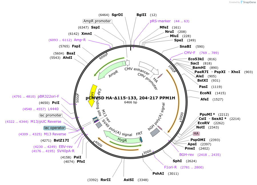 207343-plasmid-map-sequence-id-412901