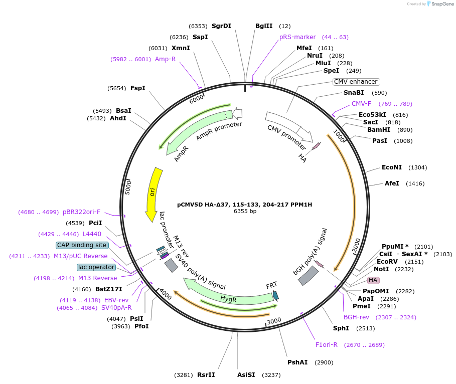 207344-plasmid-map-sequence-id-412902