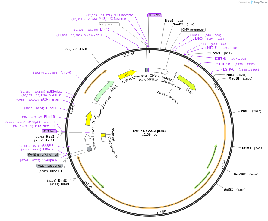 206099-plasmid-map-sequence-id-412907