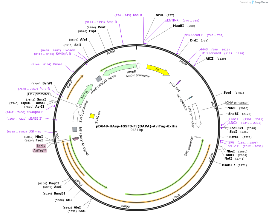 157032-plasmid-map-sequence-id-412914