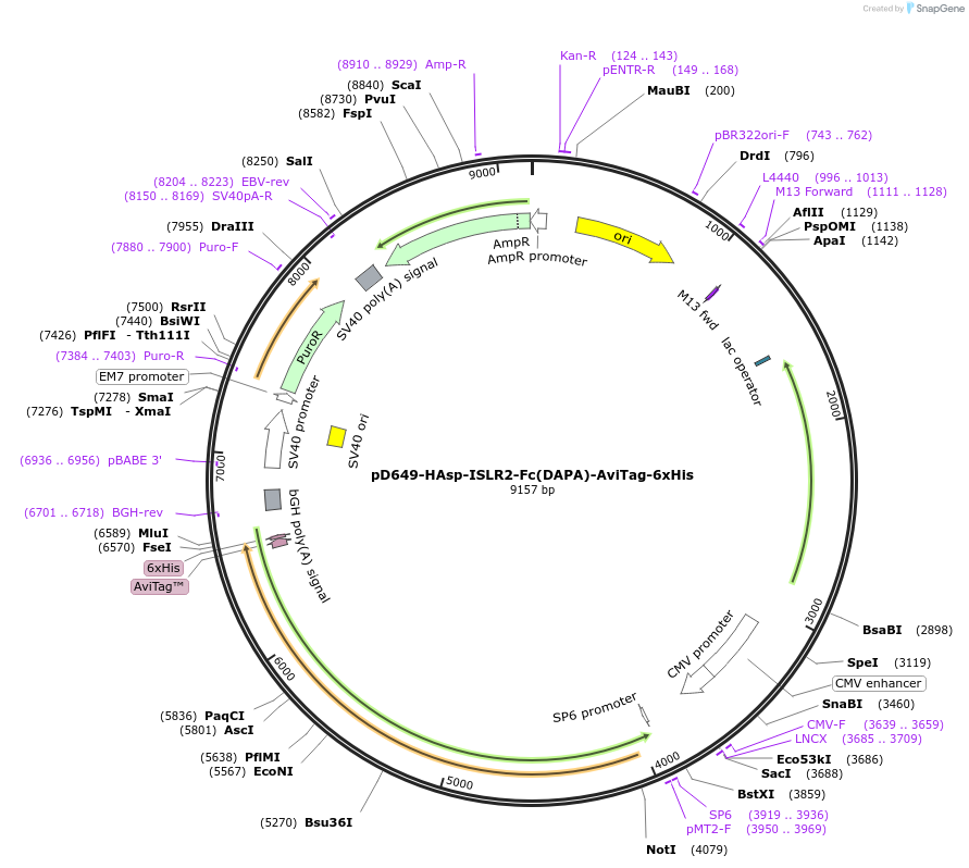 156915-plasmid-map-sequence-id-412941