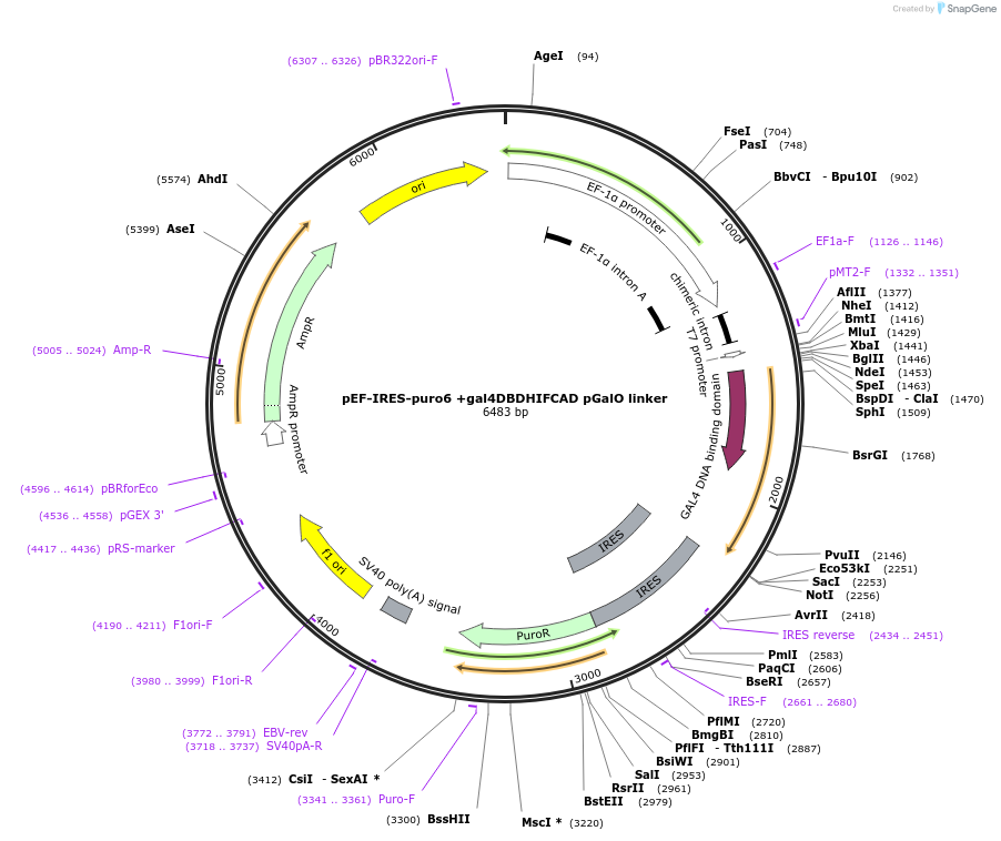 207172-plasmid-map-sequence-id-412944