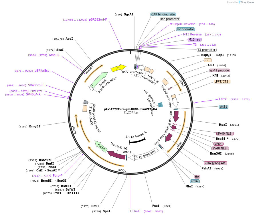 207169-plasmid-map-sequence-id-412945