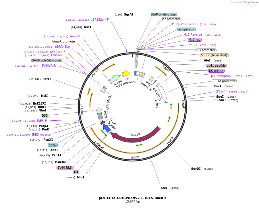 207180-plasmid-map-sequence-id-412950
