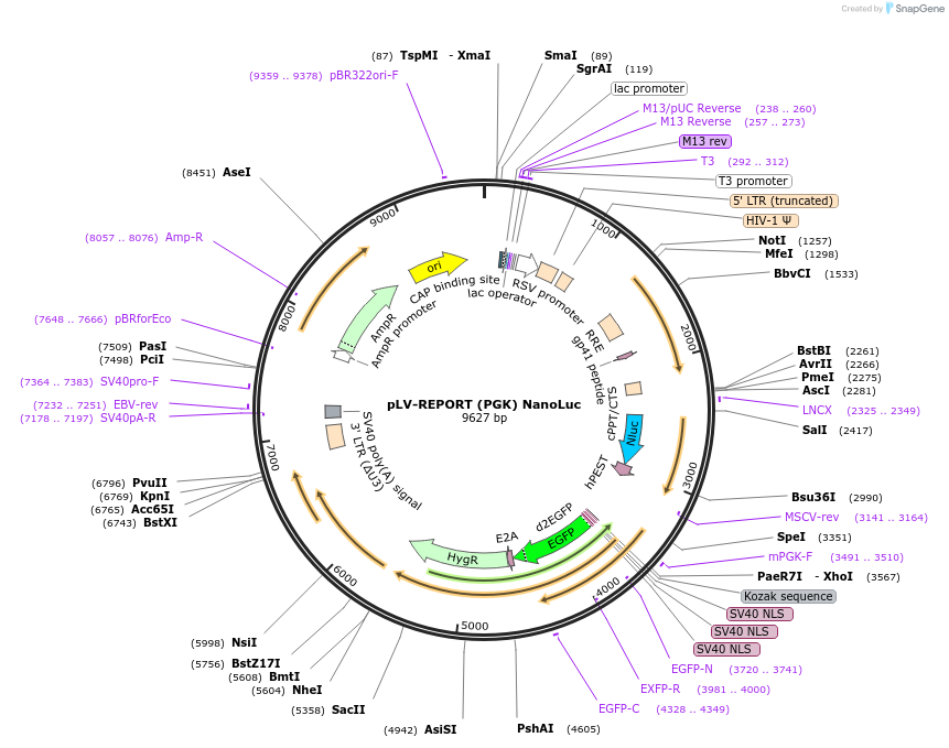208576-plasmid-map-sequence-id-413002