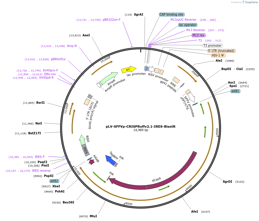 207181-plasmid-map-sequence-id-413006