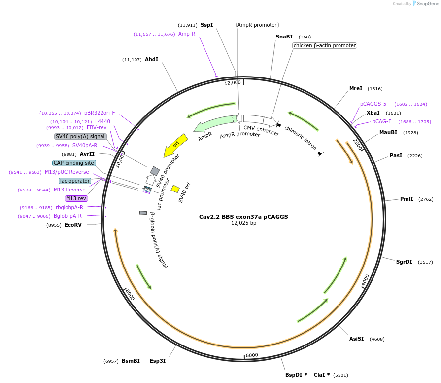 206086-plasmid-map-sequence-id-413048