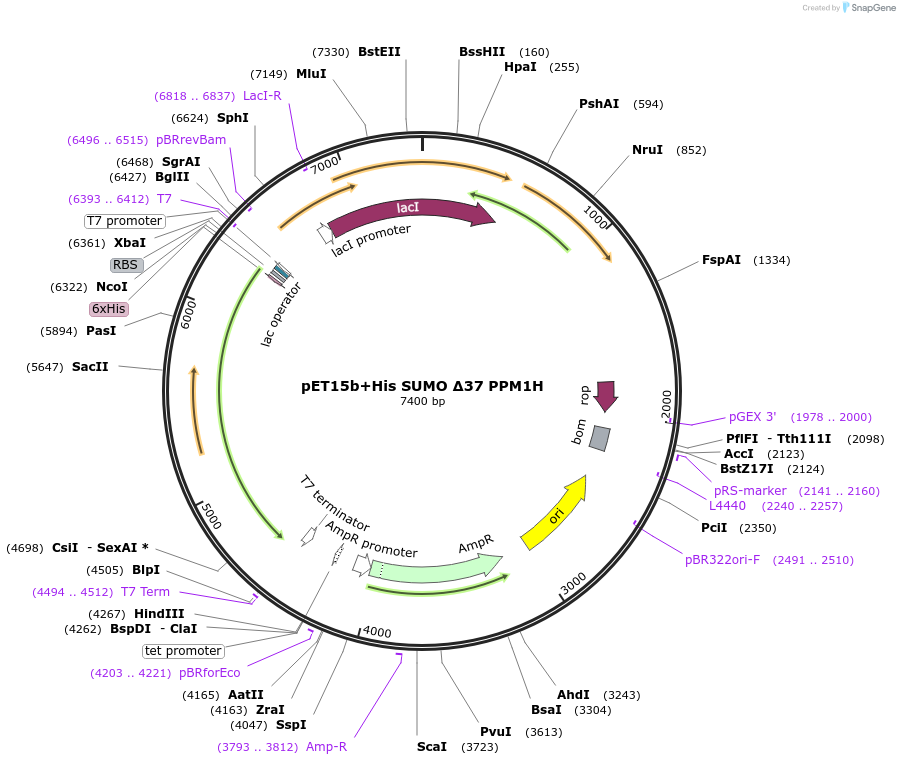 207334-plasmid-map-sequence-id-413049