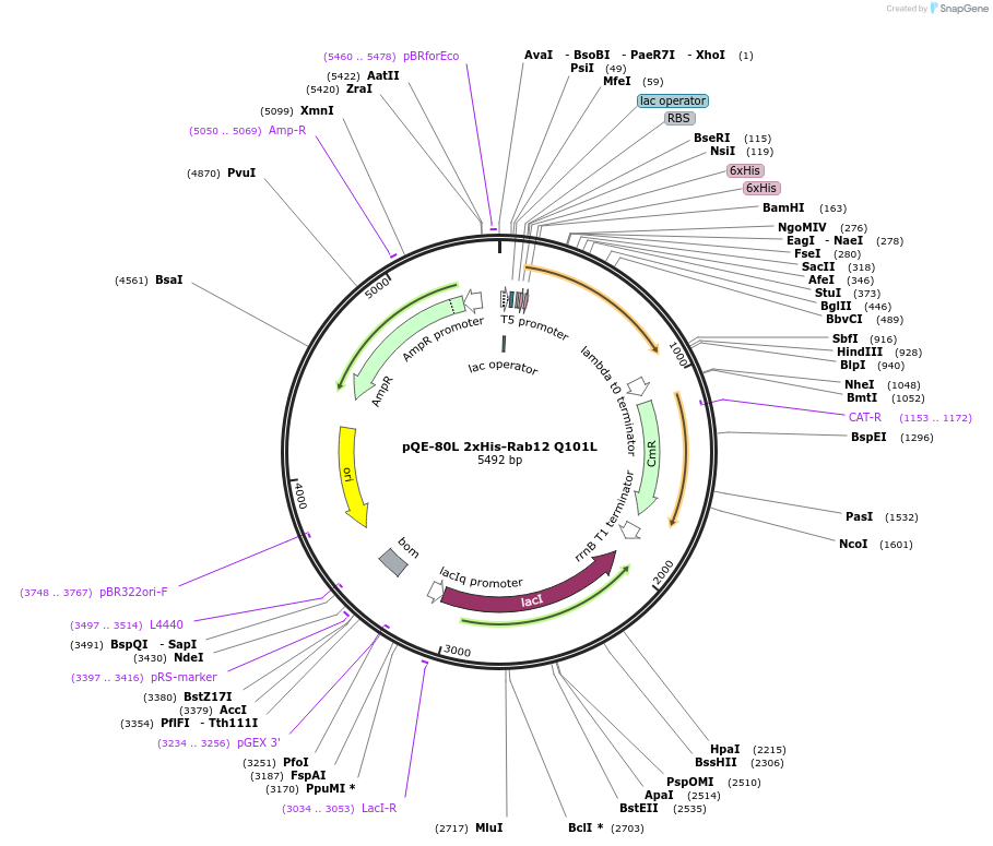 207347-plasmid-map-sequence-id-413055