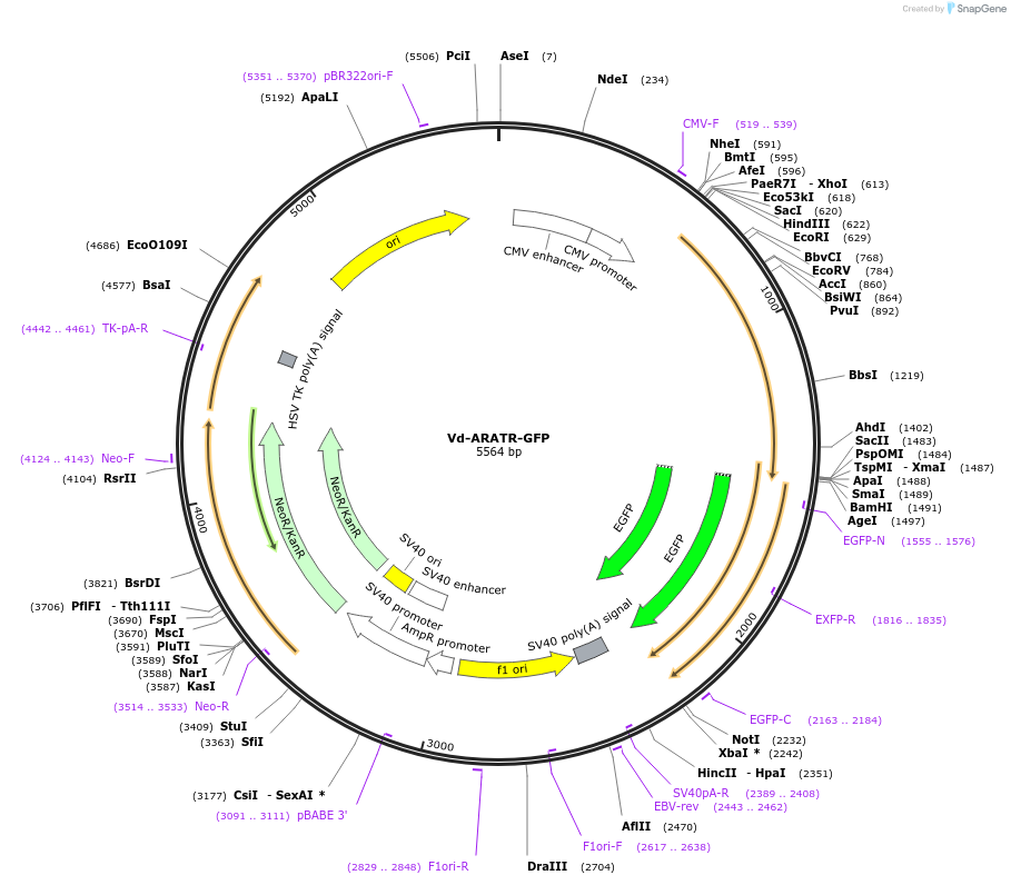 208903-plasmid-map-sequence-id-413056
