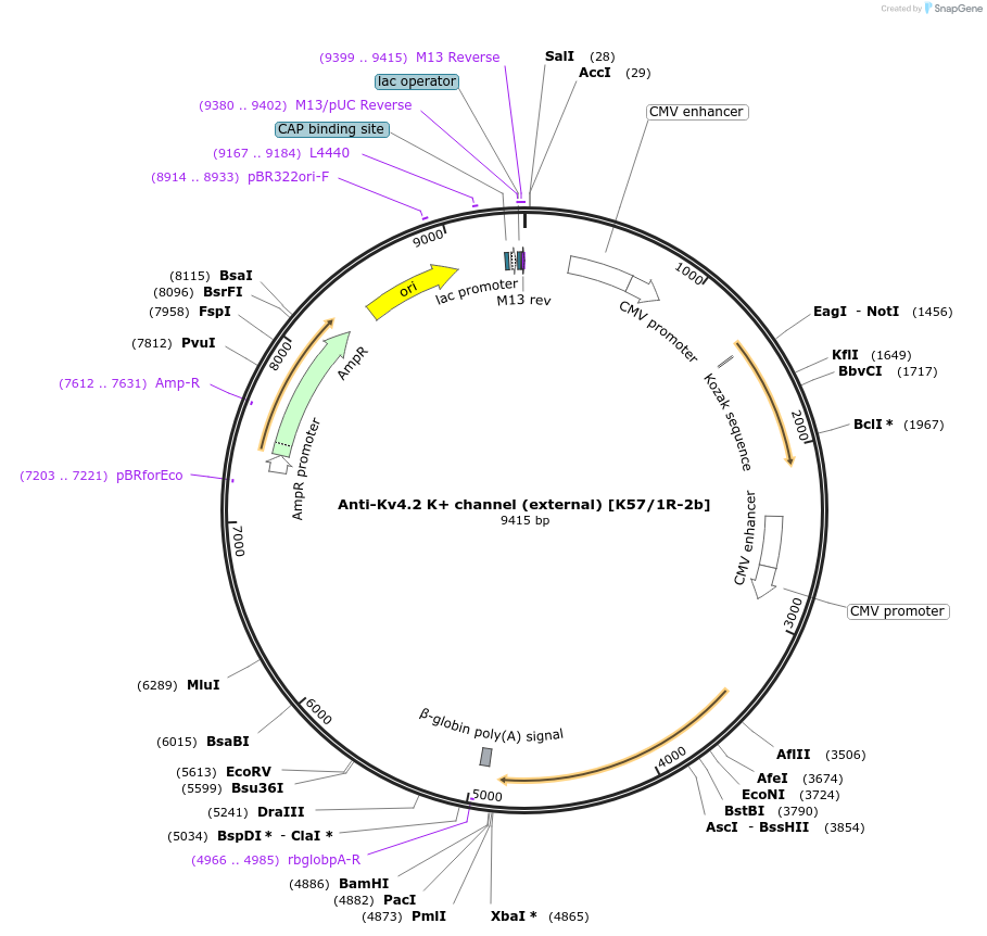 206626-plasmid-map-sequence-id-413058