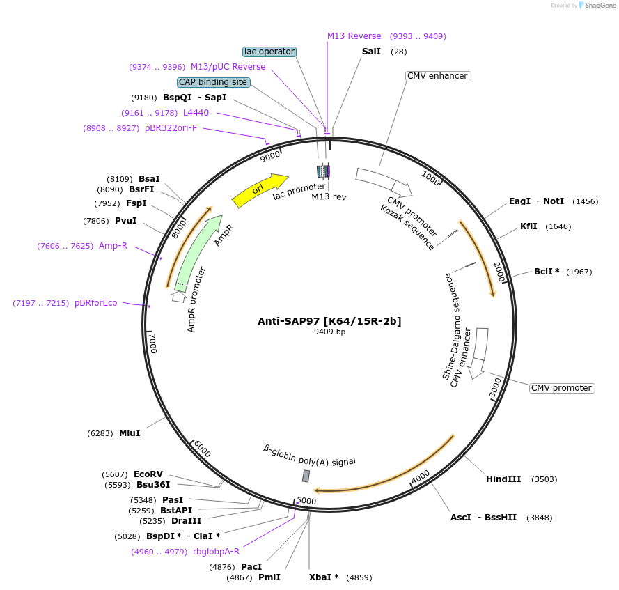206627-plasmid-map-sequence-id-413059