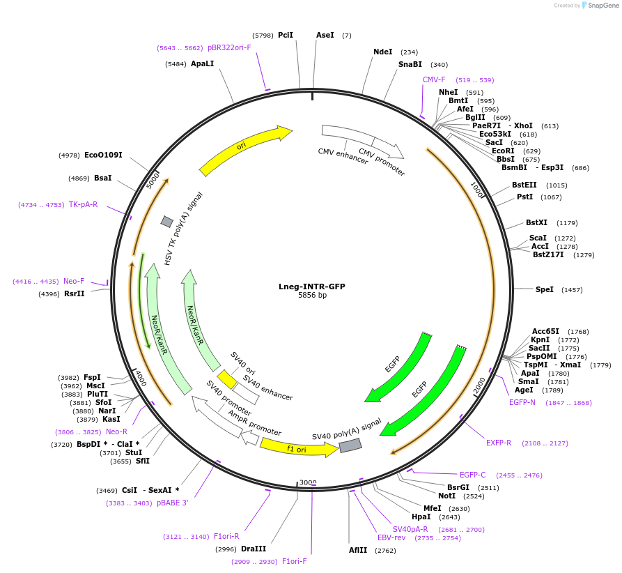 208902-plasmid-map-sequence-id-413061