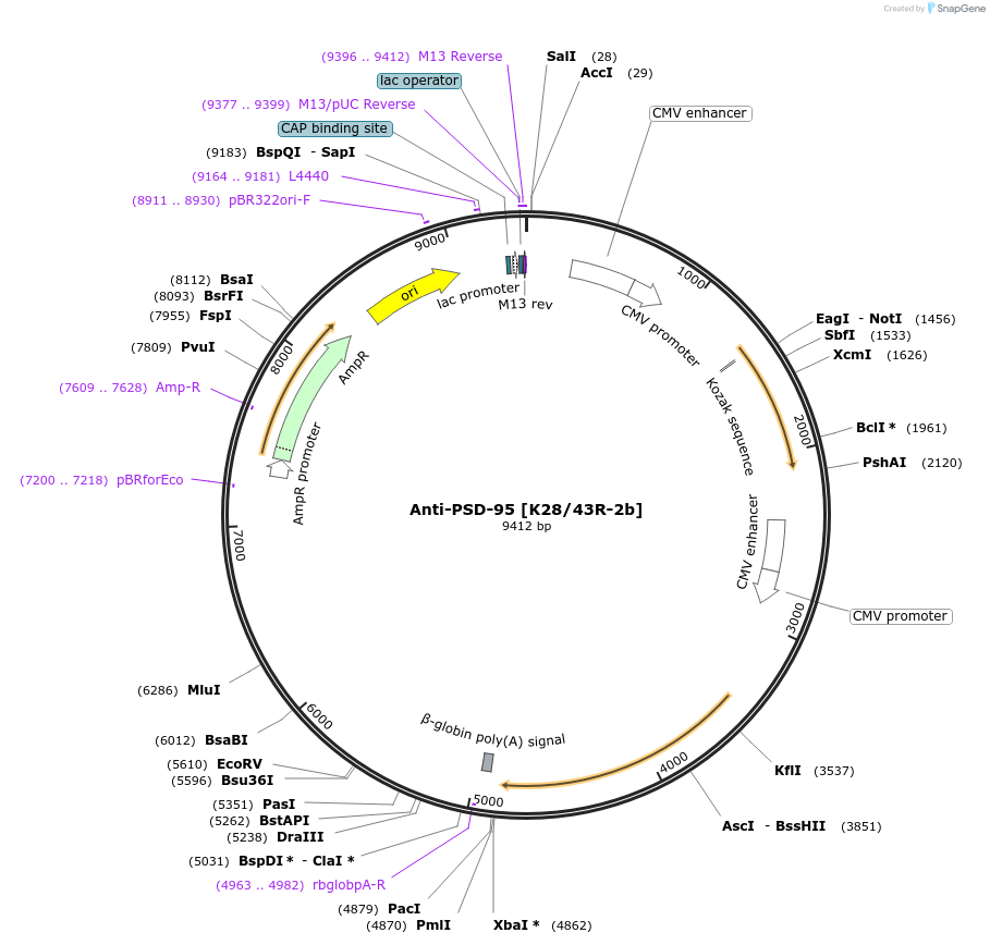 206624-plasmid-map-sequence-id-413062