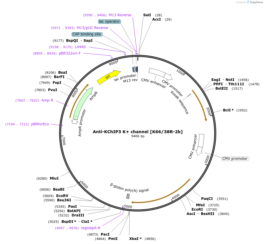 206628-plasmid-map-sequence-id-413063
