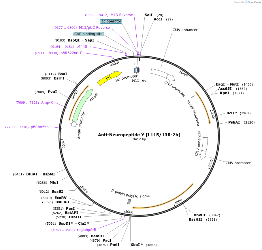 206639-plasmid-map-sequence-id-413066