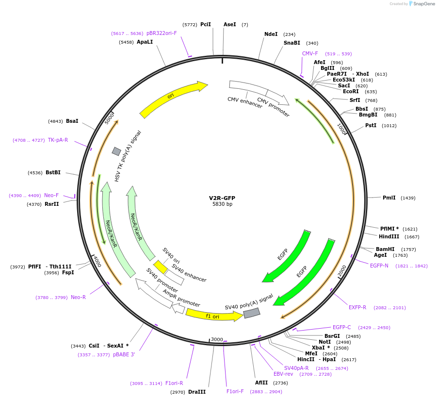 208910-plasmid-map-sequence-id-413067