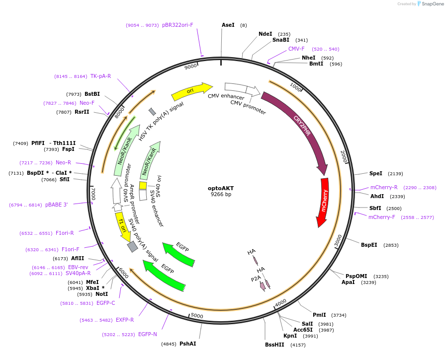 207164-plasmid-map-sequence-id-413072