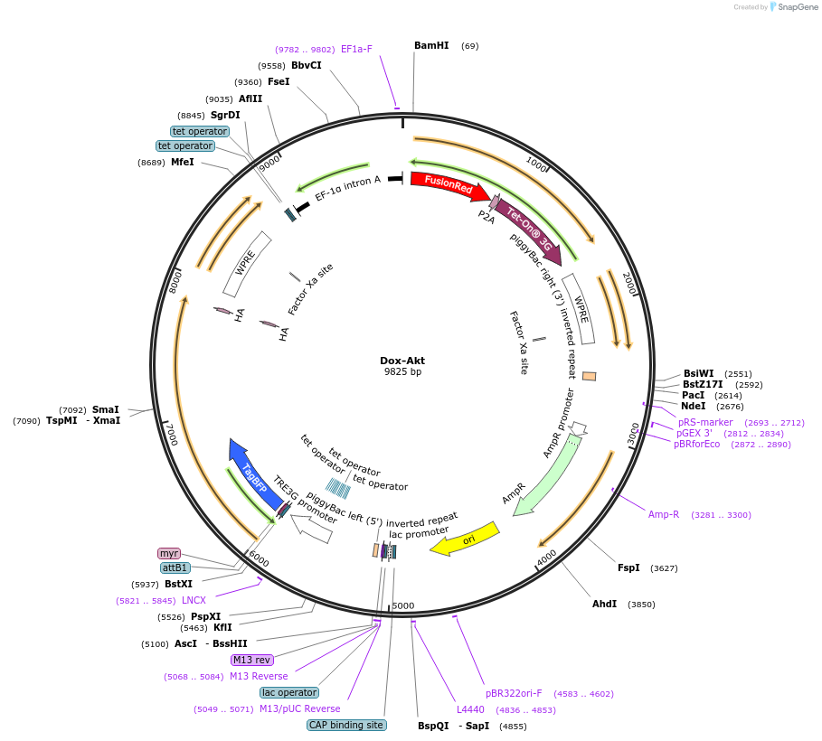 207328-plasmid-map-sequence-id-413074