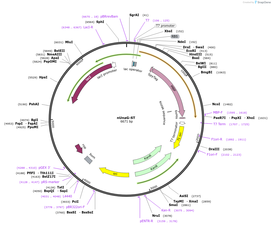 207630-plasmid-map-sequence-id-413107